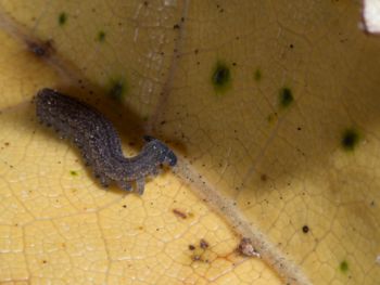 Media type: image; Invertebrate Zoology 152095
